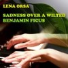 Sadness Over a Wilted Benjamin Ficus - Lena Orsa