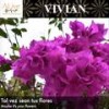 Tal Vez Sean Tus Flores - Vivian