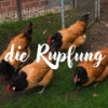 Die Rupfung (Explicit) - Flausen&Dernoie&MC Dauerwelle&:kulmbach