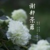 谢却荼蘼 (cover: 慕寒|银临) - 年糕不粘人&余北寒