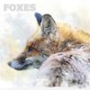 Foxes - Mc Panda